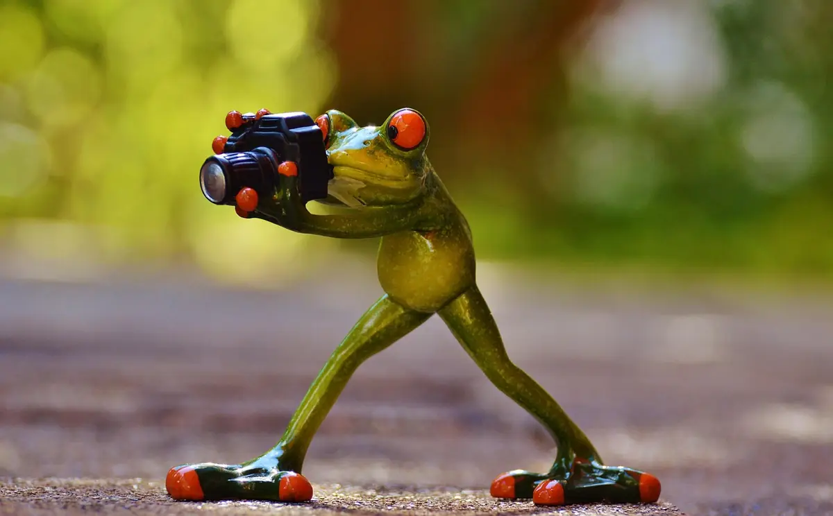 Photographer, frog, fun โ illustrating How to Convert PNG to JPG Online (2026)