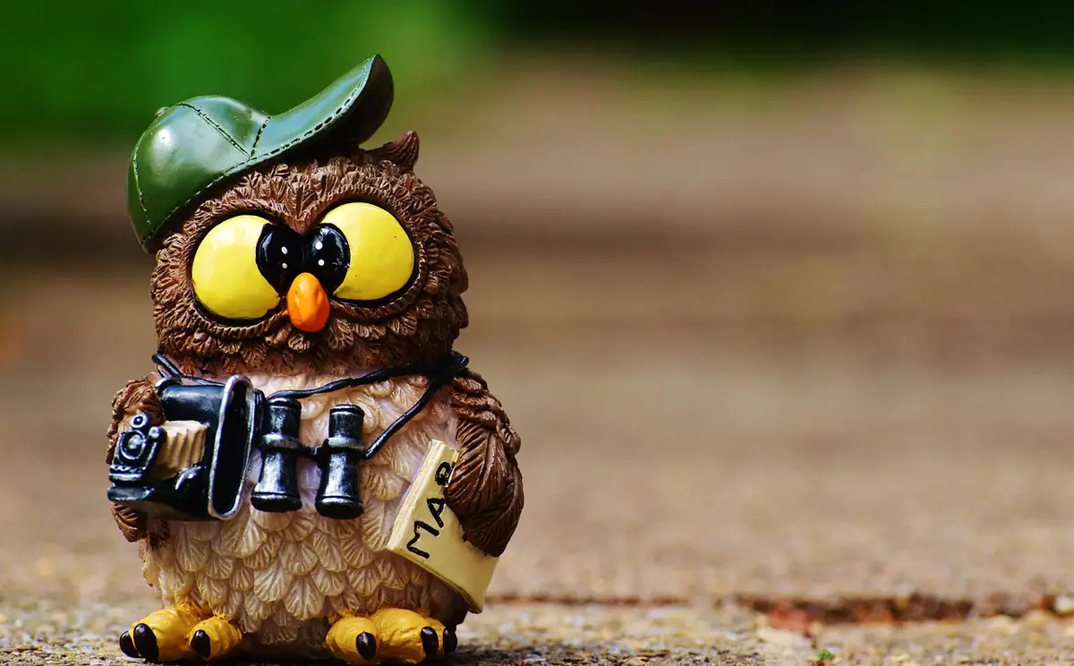 Owl, photographer, taking photos โ illustrating How to Resize Multiple Images at Once